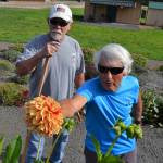Lee Bowen, right, and John Hassel, gardeners and board members for the Sequim Botanical Garden Society, say they are hooked on working with dahlias. Bowens Zookeeper Giraffe dahlia recently won two blue ribbons at dahlia competitions qualifying it for the 2020 Classification and Handbook of Dahlias. Sequim Gazette file photo by Matthew Nash