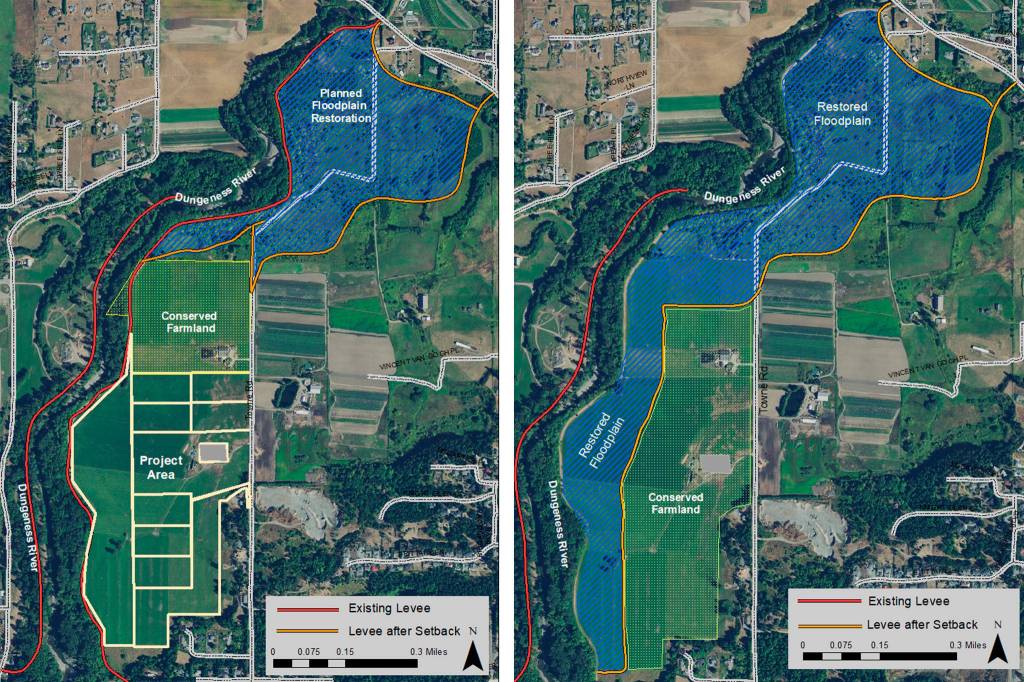 If a sale goes through to the North Olympic Land Trust and Jamestown SKlallam Tribe for 120 acres, then theyd look to conserve farmland and restore the Dungeness Rivers floodplain indefinitely. The groups would also discuss purchase options with the Dungeness Valley Creamery so it could swap property near the water while expanding its farmland away from the water. Photos courtesy of North Olympic Land Trust