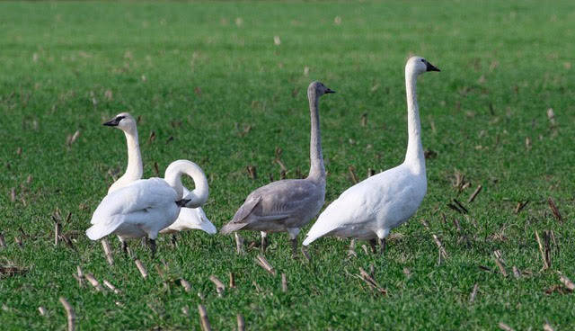 Wintering trumpeter swans are seasonal residents of the Olympic Peninsula. Photo by Judith White