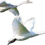 ‘White wings of winter’ return to Olympic Peninsula