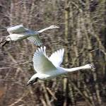 ‘White wings of winter’ return to Olympic Peninsula