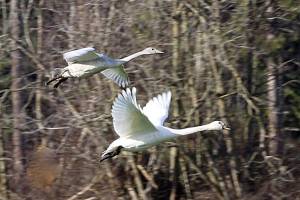 ‘White wings of winter’ return to Olympic Peninsula
