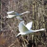 Wintering trumpeter swans are seasonal residents of the Olympic Peninsula. Photo by Judith White