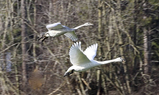 Wintering trumpeter swans are seasonal residents of the Olympic Peninsula. Photo by Judith White
