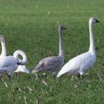 Wintering trumpeter swans are seasonal residents of the Olympic Peninsula. Photo by Judith White