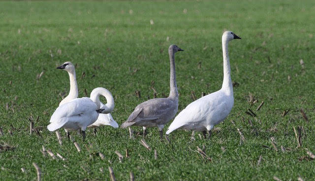 Wintering trumpeter swans are seasonal residents of the Olympic Peninsula. Photo by Judith White
