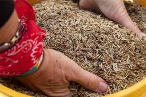Jamestown S’Klallam Tribe starts a traditional prairieland