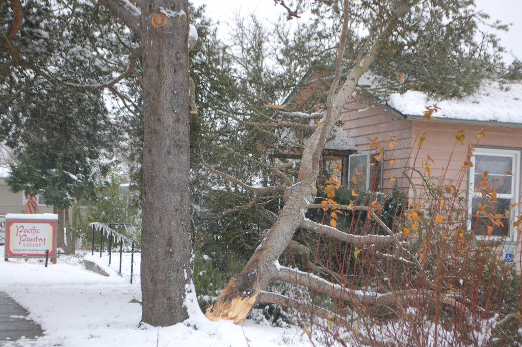 Above, A tree fell onto Pacific Pantry on Jan. 15 due to heavy snowfall. Minimal damage was reported and no injuries. The business reopened on Jan. 17. Below, David Silliman of Simply Beautiful Builders clears the parking lot at 213 E. Washington St. with his ATV-mounted snowplow on Jan. 14. I can get into a lot of places other plows cant, Silliman joked. 
Sequim Gazette photos by Conor Dowley