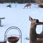 Sequim contributor Joan Hermanson captured this image last week with the note: I finally caught my birdseed thief. Ive been amazed at how clean their trays have been every morning. Thought they were really hungry because of the snow. Now I know they arent the only ones hungry. Sharing is a good thing.