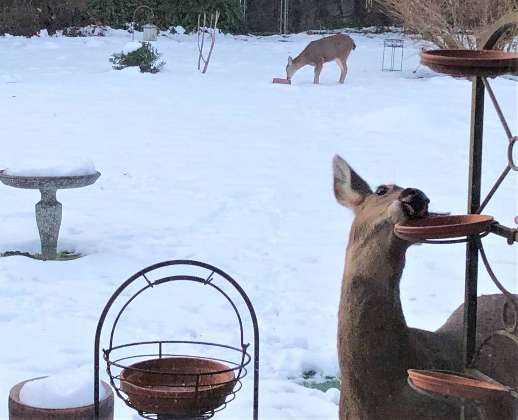 Sequim contributor Joan Hermanson captured this image last week with the note: I finally caught my birdseed thief. Ive been amazed at how clean their trays have been every morning. Thought they were really hungry because of the snow. Now I know they arent the only ones hungry. Sharing is a good thing.
