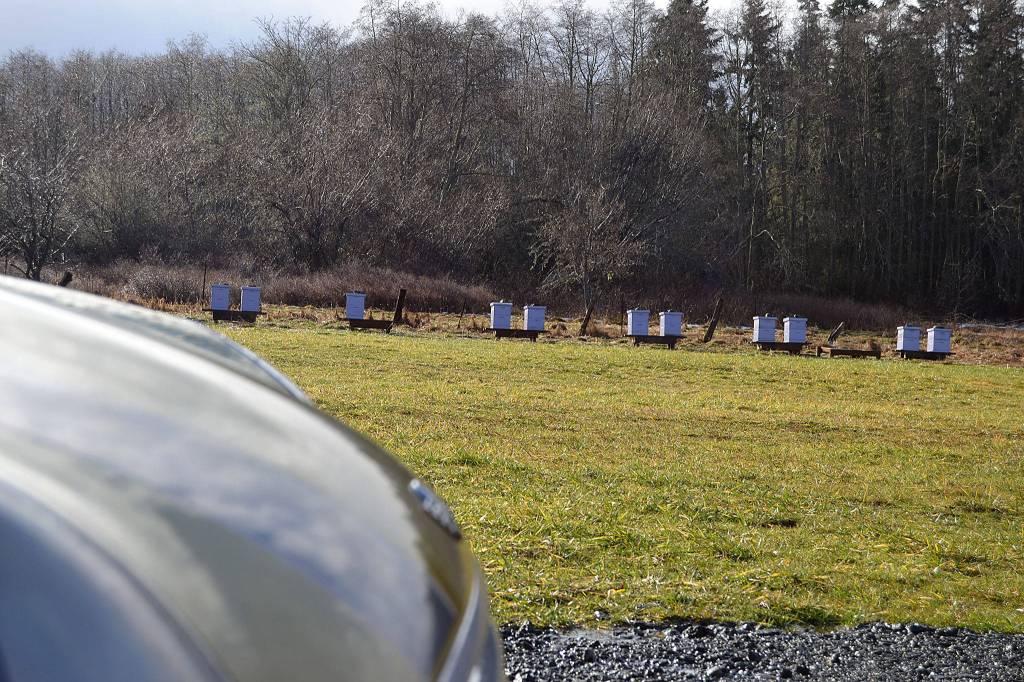 The DePews yellow Mini-Cooper sits near their Sequim Bee Farm field with bees hibernating for the winter. This year, Buddy DePew plans to manage about 120 hives at his and Megs farms and eight lavender farms. Sequim Gazette photo by Matthew Nash