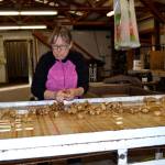 Patty McManus, co-owner of Nashs Organic Produce, helps clean sunchokes on Jan. 31 inside the farms packing shed. The farm will continue operations, but its farm store closed on Feb. 1. McManus said theyve cut back to a skeleton of our former selves due to a rise in minimum wage, declining sales and bad weather last year. Sequim Gazette photo by Matthew Nash