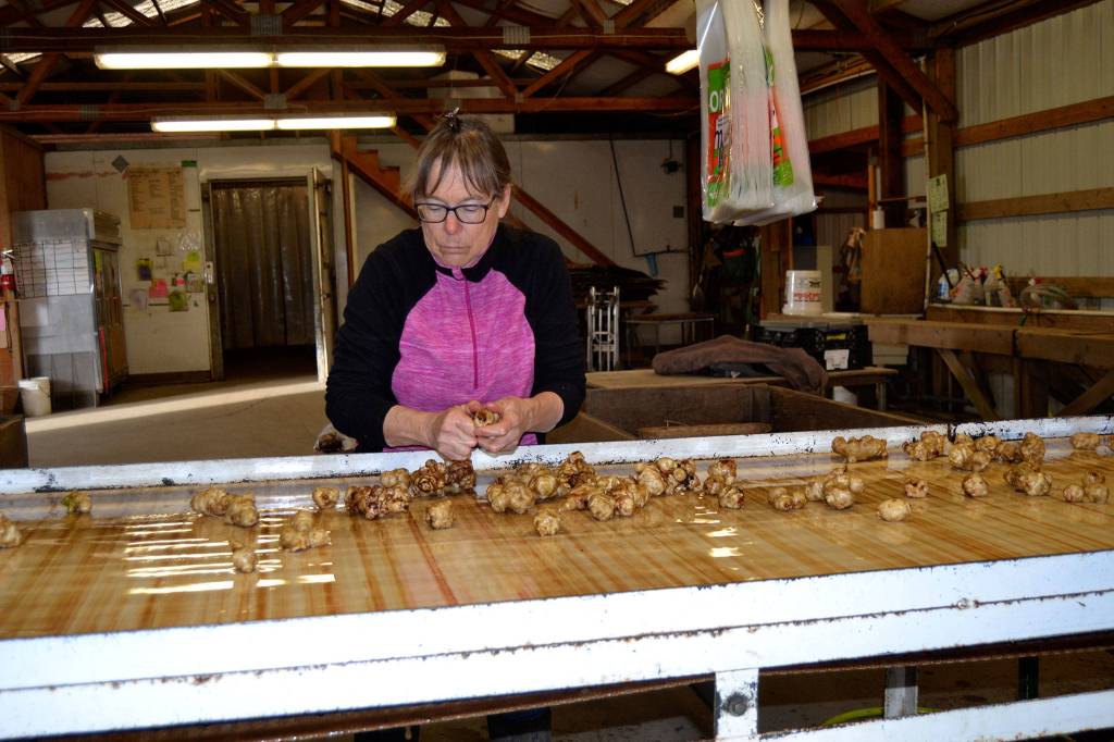 Patty McManus, co-owner of Nashs Organic Produce, helps clean sunchokes on Jan. 31 inside the farms packing shed. The farm will continue operations, but its farm store closed on Feb. 1. McManus said theyve cut back to a skeleton of our former selves due to a rise in minimum wage, declining sales and bad weather last year. Sequim Gazette photo by Matthew Nash