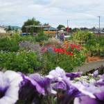 The Community Organic Gardens of Sequim group hosts two Sequim-area gardens: along West First Street (pictured) and at the June Robinson Memorial Park. Photo courtesy of Pam Larsen