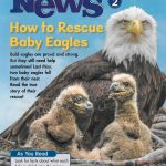 Scholastic licensed Keith Ross photos for publication in Scholastic News for second graders. Itll be published for fourth graders in March, Ross said. He is developing a book about the eaglets for children, too. Photo courtesy of Keith Ross/ Keiths Frame of Mind