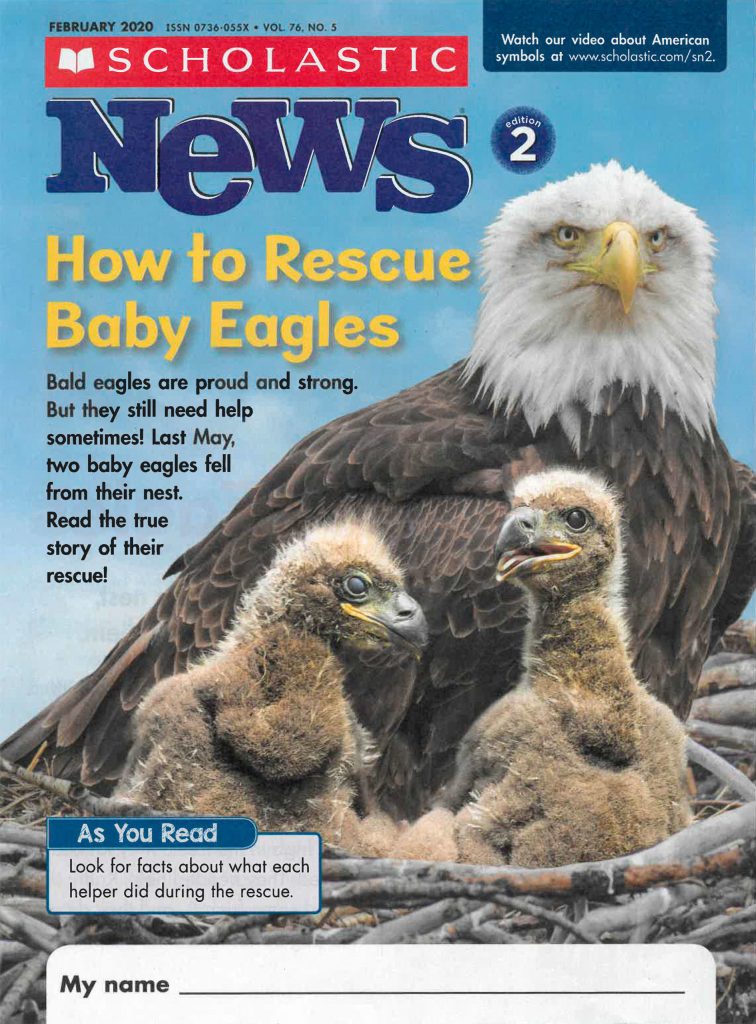 Scholastic licensed Keith Ross photos for publication in Scholastic News for second graders. Itll be published for fourth graders in March, Ross said. He is developing a book about the eaglets for children, too. Photo courtesy of Keith Ross/ Keiths Frame of Mind
