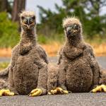 Sequim photographers’ eaglet photos picked up by Scholastic for elementary schools