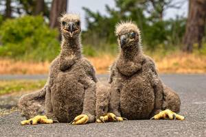 Sequim photographers’ eaglet photos picked up by Scholastic for elementary schools
