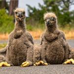 Last May, photographer Keith Ross snapped photos of rescued eaglets in Dungeness, and since then the photos have been used across the globe online and in print. The most recent publication to use his photographs was a national school newspaper for second graders made by Scholastic. Photo courtesy of Keith Ross/Keiths Frame of Mind