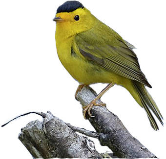 Survival by degrees: The impact of climate change on our birds in the Olympic Peninsula