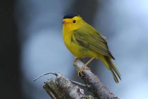 Survival by degrees: The impact of climate change on our birds in the Olympic Peninsula