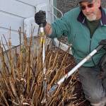 Learn all about pruning ornamentals at Green Thumbs lecture