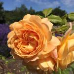 Learn bow to prune golden roses from expert Lee Bowen on Feb. 29. Submitted photo