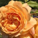Learn how to prune roses at ‘Work to Learn’ party