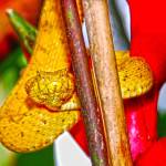 Get up close to an eyelash viper at Mike Bartons Coast to Coast in Costa Rica presentation at the March 19 Travelers Journal. Photo by Oliver Acosta