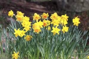 Get It Growing: To do, to don’t list for early-season gardening