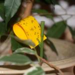 Get It Growing: Fungus gnats in the home, greenhouse