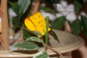 Get It Growing: Fungus gnats in the home, greenhouse