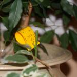 If left to breed, fungus gnats can damage young plants and seedlings. Photo by Sandy Cortez