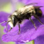 Get It Growing: Spring means Mason Bees