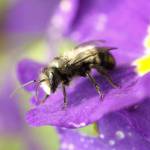 Native to Western Washington, mason bees are purportedly seven times more efficient than honeybees when pollinating fruit trees. Photo by Sandy Cortez