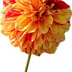 Dungeness dahlia joins official handbook