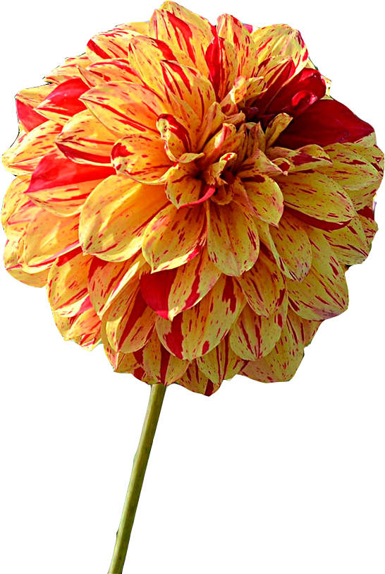 Dungeness dahlia joins official handbook