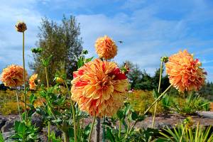 Dungeness dahlia joins official handbook