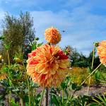 The American Dahlia Society recognized Sequims The Zookeepers Giraffe by Lee Bowen of Dungeness as an official dahlia in its 2020 handbook. Sequim Gazette photo by Matthew Nash