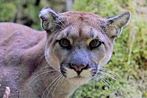 Land Trust sets table for annual conservation breakfast