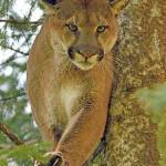 Learn about cougars on the North Olympic Peninsula at the North Olympic Land Trusts annual Conservation Breakfast on April 2. Pictured above is Charlotte and right is Hoko. Photos by Dave Shreffler