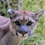 Learn about cougars on the North Olympic Peninsula at the North Olympic Land Trusts annual Conservation Breakfast on April 2. Pictured is Charlotte. Photo by Dave Shreffler