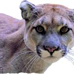 Land Trust sets table for annual conservation breakfast