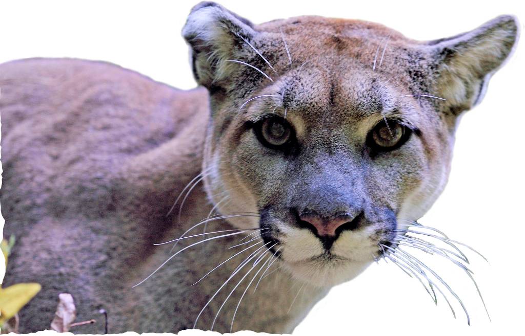 Land Trust sets table for annual conservation breakfast