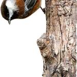 Bird Tales: The chickadee’s story