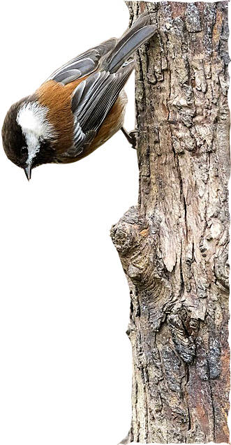 Bird Tales: The chickadee’s story