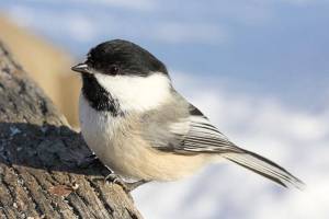 Bird Tales: The chickadee’s story