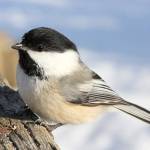 Sequim has two types of chickadees, one being the black-capped Chickadee. Photo by Joanne Bovie/Great Backyard Bird Count