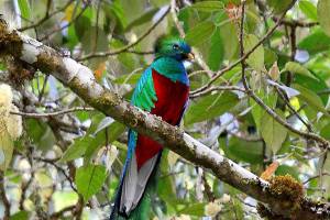 Traveler’s Journal 2020 series canceled