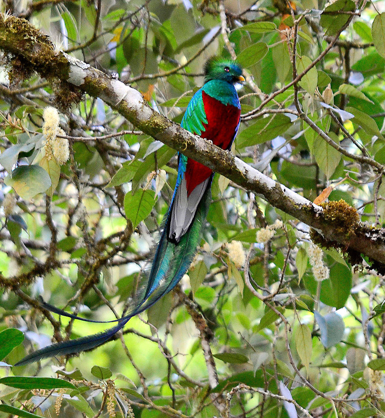Mike Bartons Coast to Coast in Costa Rica was to be the second in the 2020 Travelers Journal series this week. The series was canceled amid concerns of public gatherings with the pandemic outbreak of the COVID-19 coronavirus. Photo by Oliver Acosta